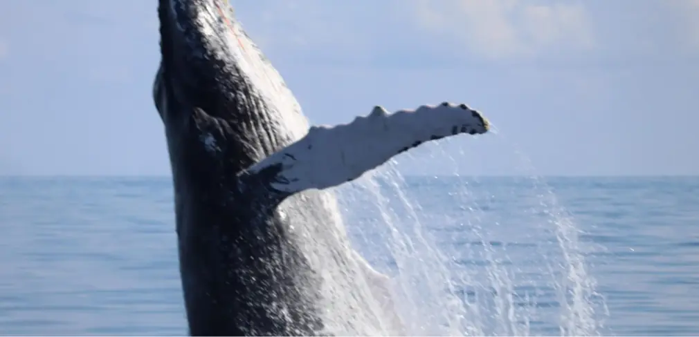 Humpback whale breaching in Samaná Bay during whale-watching season
